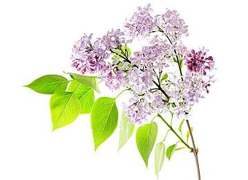 《巫师3》次世代版风景展示视频 凯尔莫罕气势恢宏